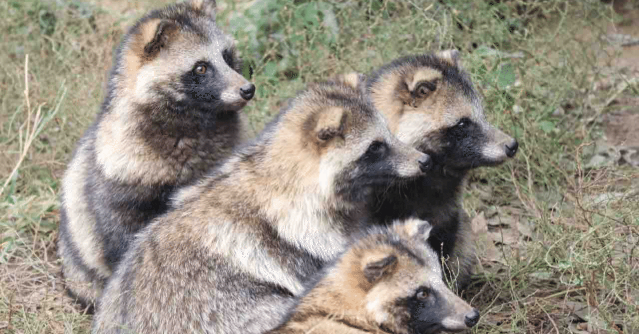 東武動物公園のタヌキの歴史｜鳥山久遠