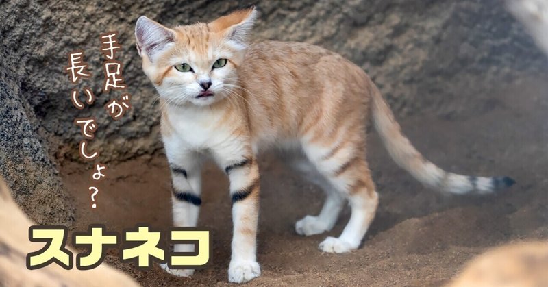 スナネコ の新着タグ記事一覧 Note つくる つながる とどける スナネコ の新着タグ記事一覧 Note つくる つながる とどける