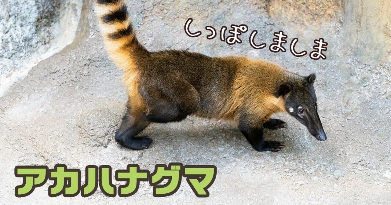 アカハナグマ を撮ってみた どうぶつzoo館 動物写真 Note
