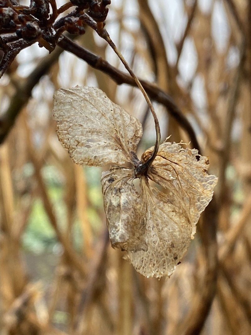 枯れてもなお美しく 紫陽花 あとりえopato川野ヒロミ Note