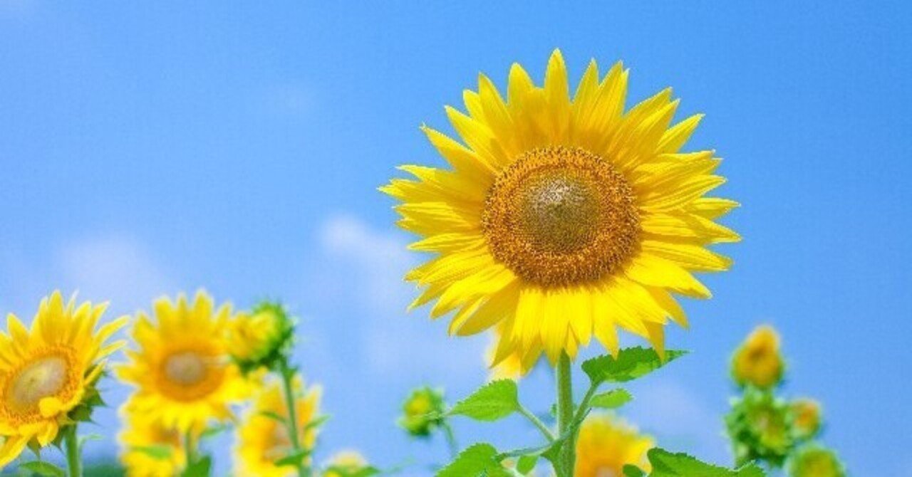風水から見る夏生まれの人の特徴 夏生まれの人の運気の上がるインテリアとは Poncha J Note