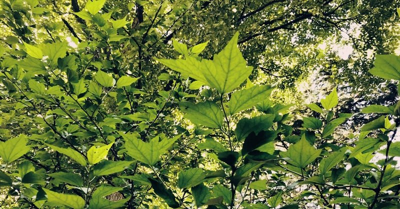 私は自分の「好き」を自分でバカにしてきてしまったのかもしれない。（2021年7月4日（日））