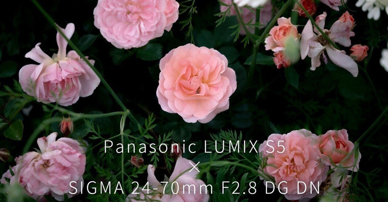 Panasonic LUMIX S5 × SIGMA 24-70mm F2.8 DG DN|Ryuji Siba Panasonic LUMIX S5 × SIGMA 24-70mm F2.8 DG DN|Ryuji Siba