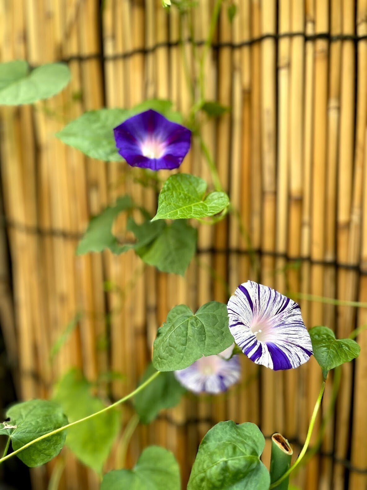 朝顔は 七夕 の縁起物 朝顔と七夕の意外な関係 小野照崎神社 Note 朝顔は 七夕 の縁起物 朝顔と七夕の意外な関係 小野照崎神社 Note