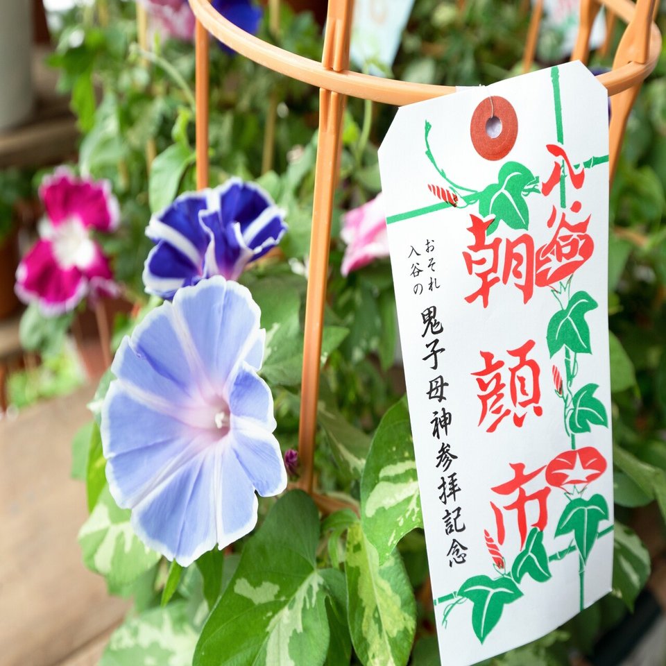 朝顔は 七夕 の縁起物 朝顔と七夕の意外な関係 小野照崎神社 Note