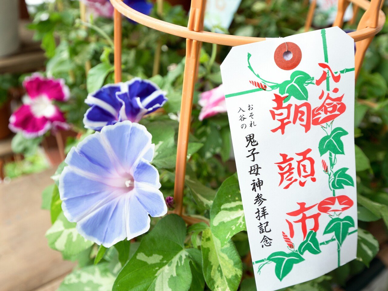 朝顔は 七夕 の縁起物 朝顔と七夕の意外な関係 小野照崎神社 Note 朝顔は 七夕 の縁起物 朝顔と七夕の意外な関係 小野照崎神社 Note