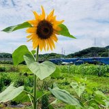 こじらせあっちゃん　アラサー独身日記♀