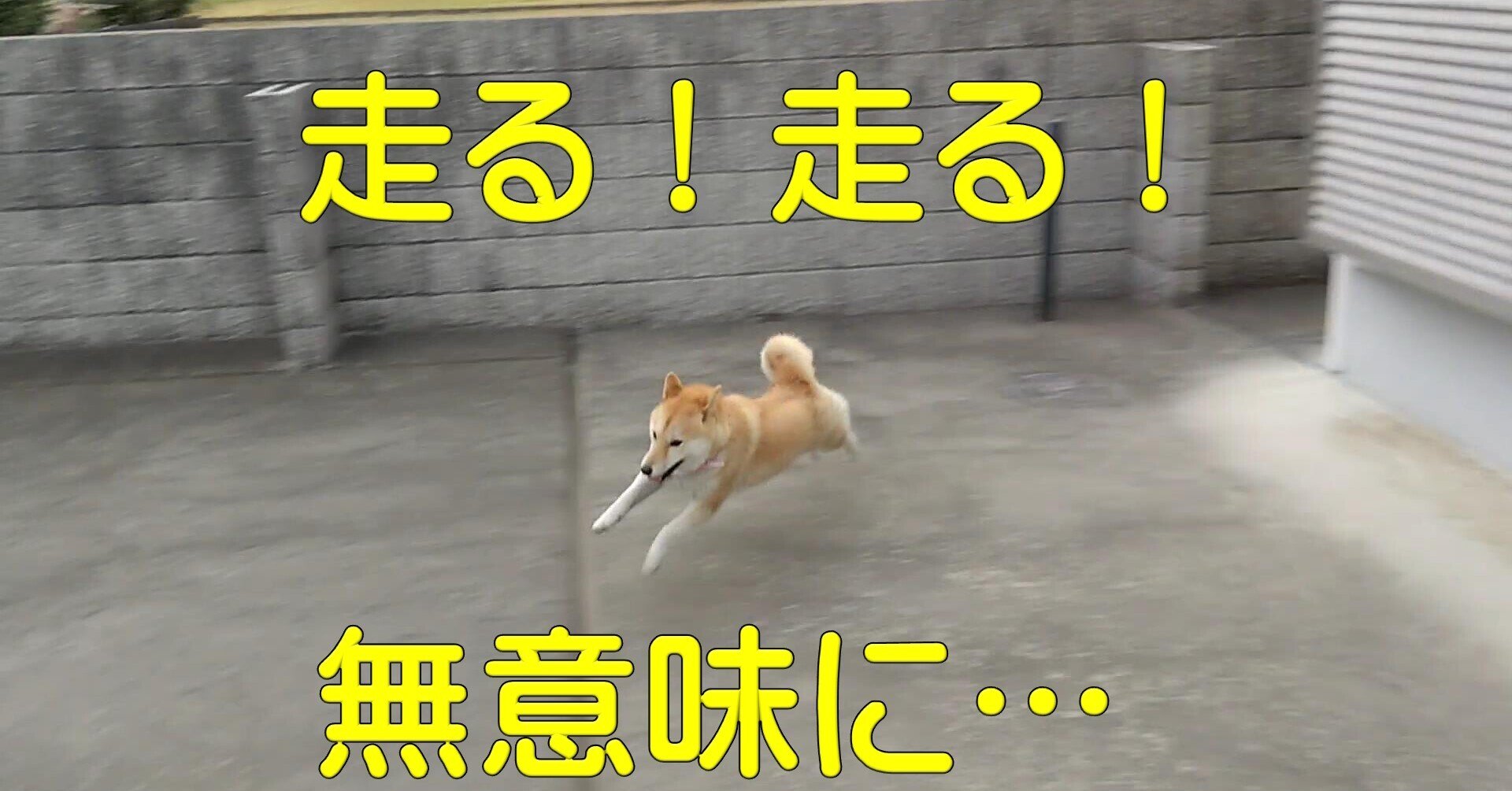 ドッグラン 放すと無意味に走る柴犬あい 犬山翔太 Note ドッグラン 放すと無意味に走る柴犬あい 犬山翔太 Note