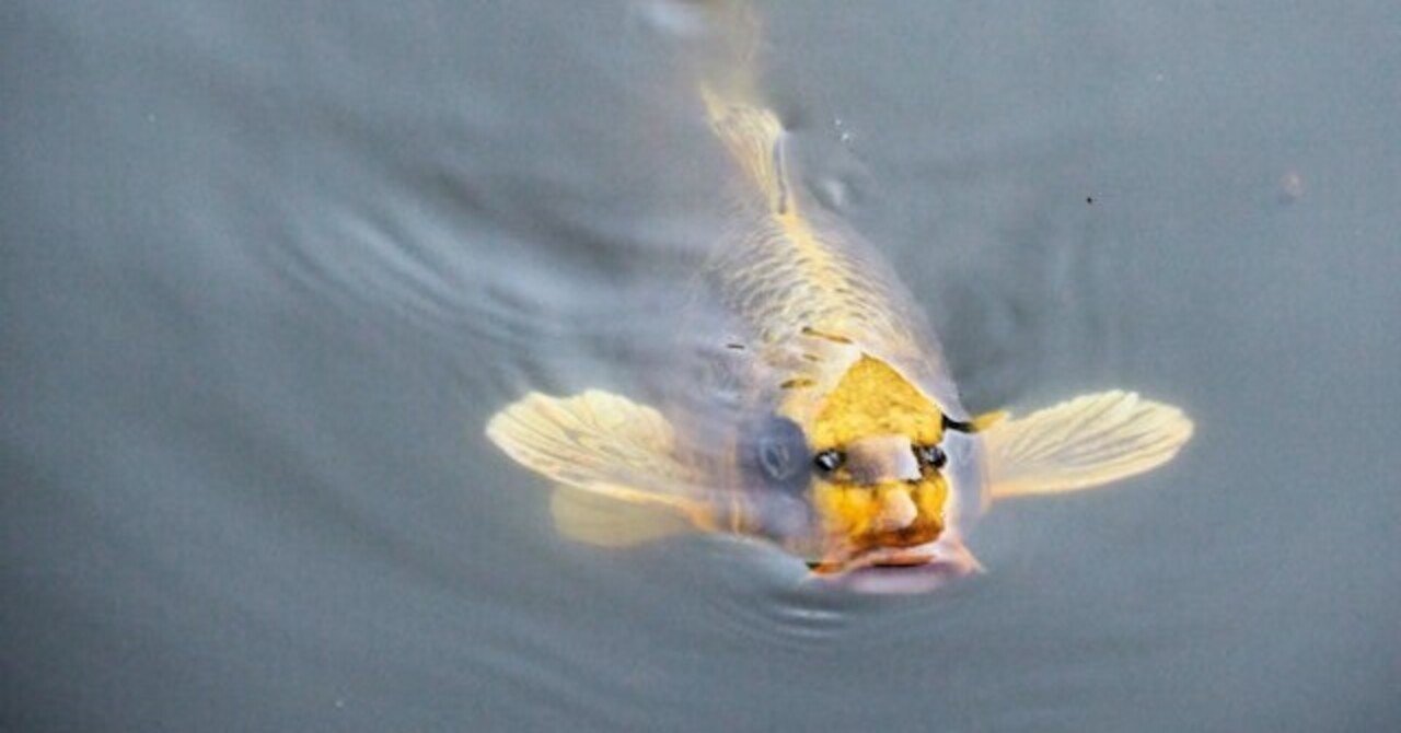 山形 龍澤山 善寶寺 威厳の龍王殿 21年6月 貝喰 かいばみ 池 人面魚 あい鎮守の森の系譜 五十猛命さまがルーツ Note