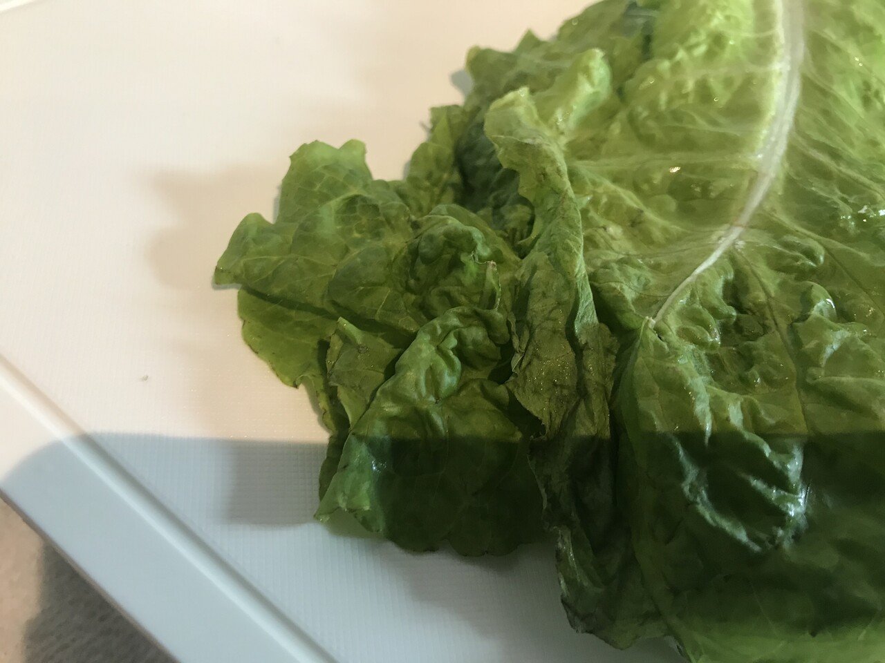 ガーデニング サンチュの保存法を再確認 おがばん 拝万里 Note ガーデニング サンチュの保存法を再確認 おがばん 拝万里 Note