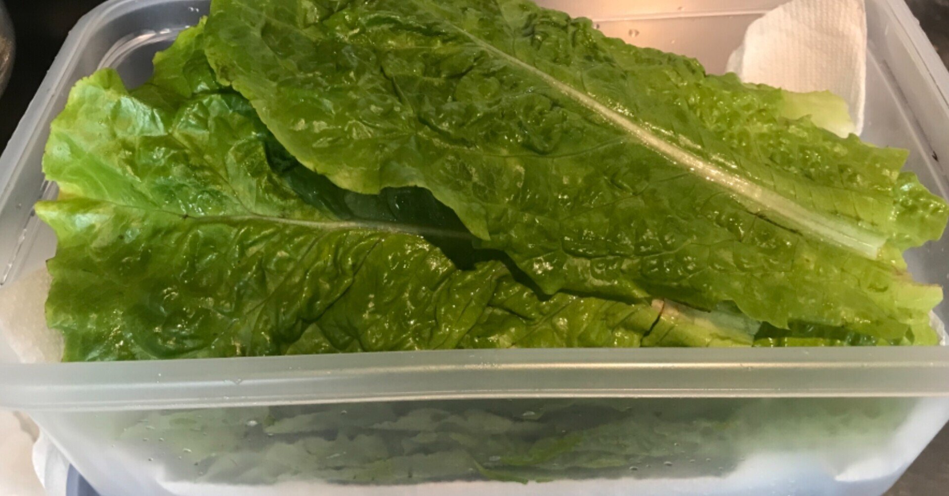 ガーデニング サンチュの保存法を再確認 おがばん 拝万里 Note ガーデニング サンチュの保存法を再確認 おがばん 拝万里 Note