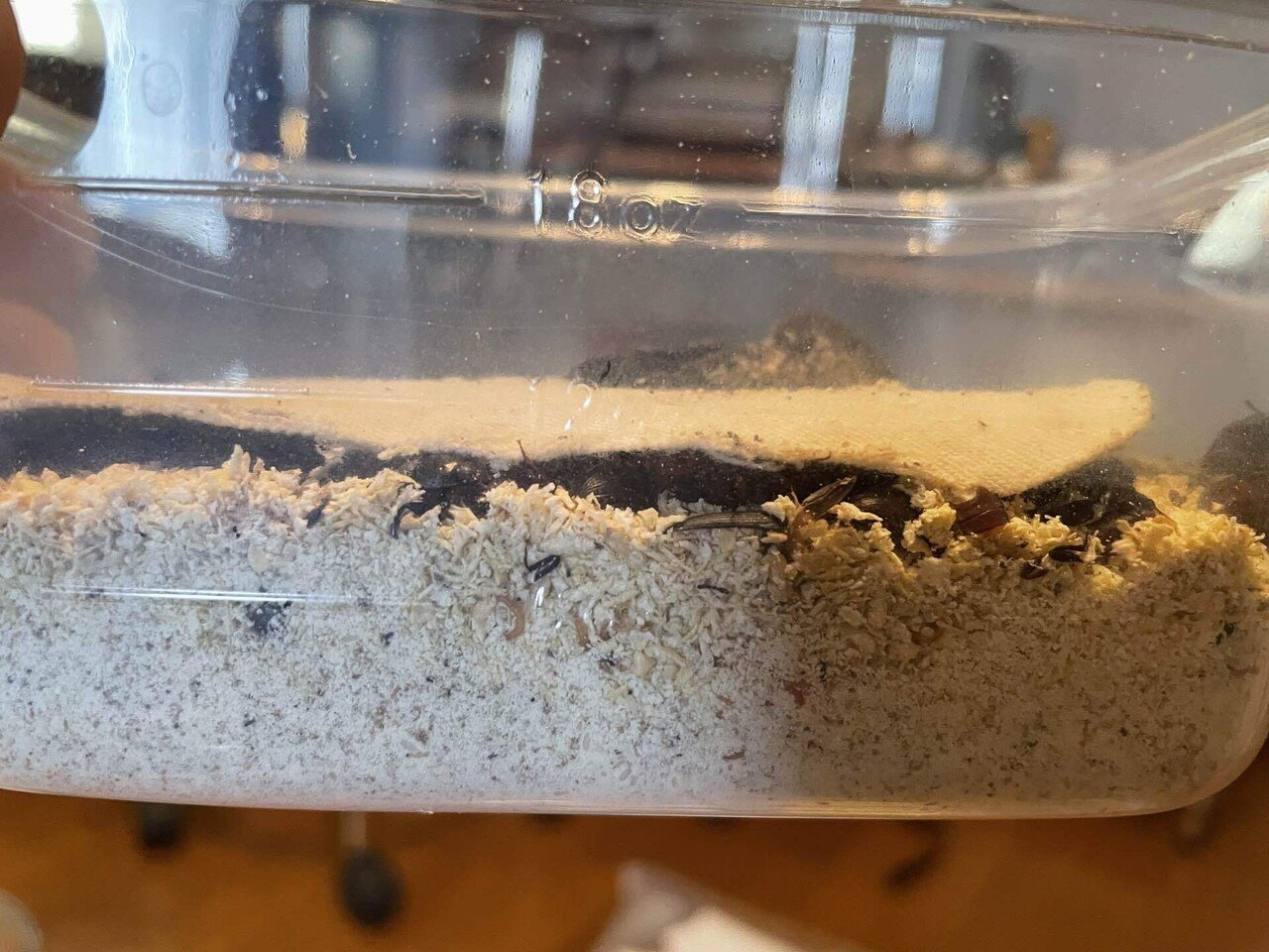 ミルワーム飼育 7 4 Day252 ベビーワーム床材採取 常温で保管 自家製ミルワーム太郎 Note