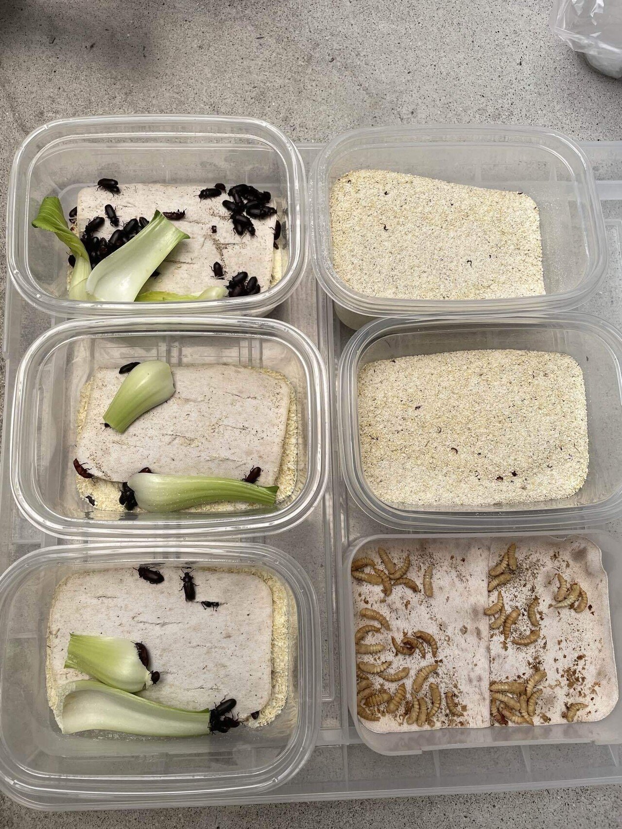 ミルワーム飼育 7 4 Day252 ベビーワーム床材採取 常温で保管 自家製ミルワーム太郎 Note ミルワーム飼育 7 4 Day252 ベビーワーム床材採取 常温で保管 自家製ミルワーム太郎 Note
