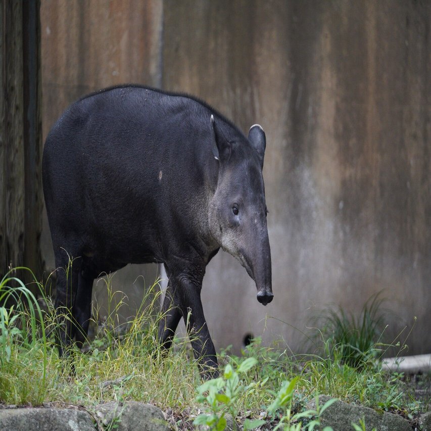 山の上でここでしか会えない動物に出会う 金沢動物園 積み本棚 Note
