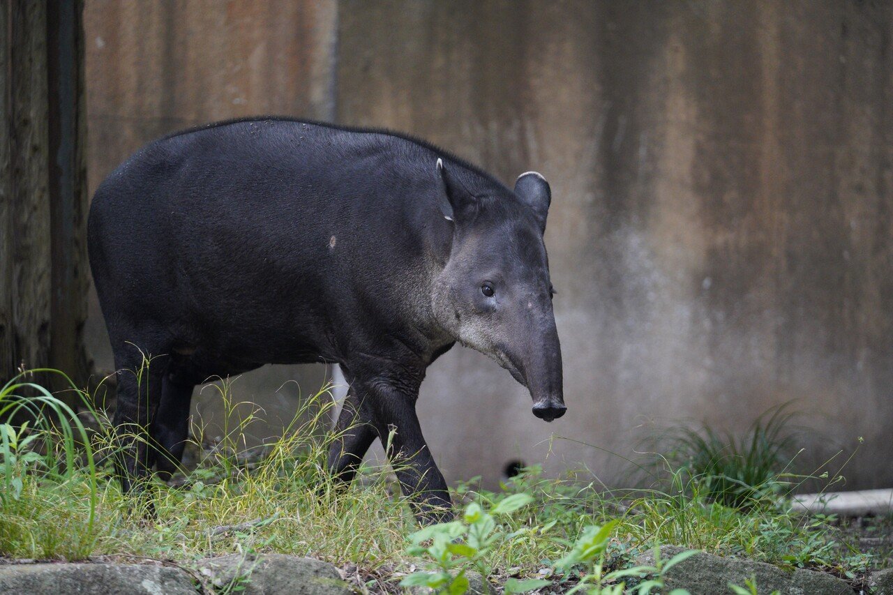 山の上でここでしか会えない動物に出会う 金沢動物園 積み本棚 Note 山の上でここでしか会えない動物に出会う 金沢動物園 積み本棚 Note