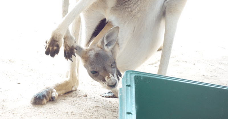 王子動物園の可愛いカンガルーの子ども さんちゃん Note 王子動物園の可愛いカンガルーの子ども さんちゃん Note