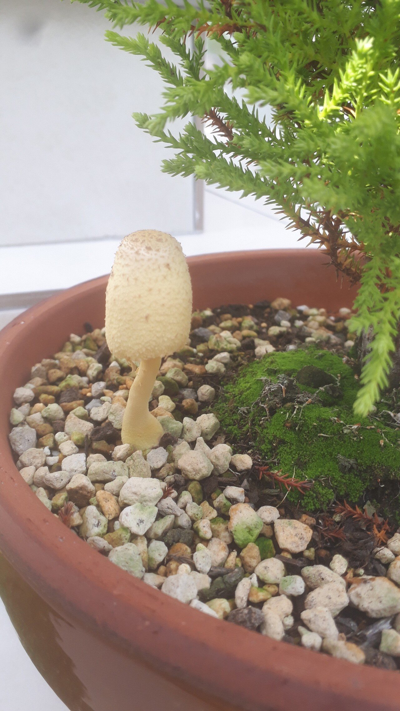 幸運のきのこが生えてきました これは金運upか タヌ Note