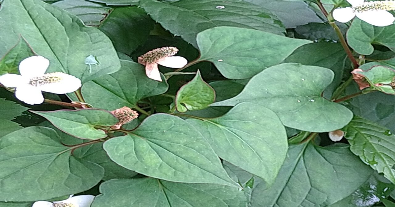 どくだみ茶作り方 の新着タグ記事一覧 Note つくる つながる とどける