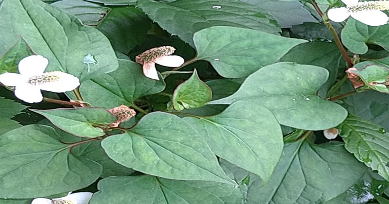 どくだみ茶作り方 の新着タグ記事一覧 Note つくる つながる とどける どくだみ茶作り方 の新着タグ記事一覧 Note つくる つながる とどける