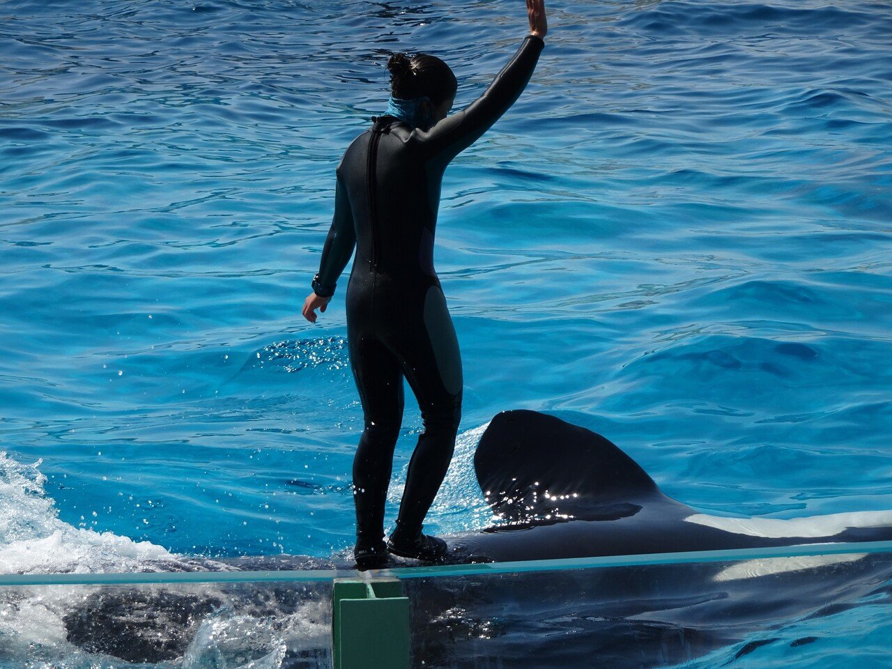 シャチの飼育における事故と人工授精について 主に鴨川シーワールドを例に わかとら Note シャチの飼育における事故と人工授精について 主に鴨川シーワールドを例に わかとら Note