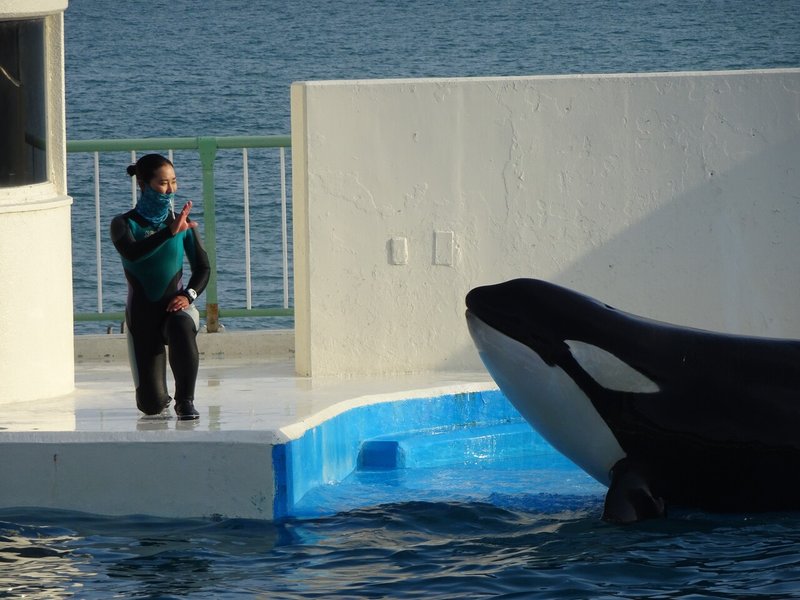 シャチの飼育における事故と人工授精について 主に鴨川シーワールドを例に わかとら Note