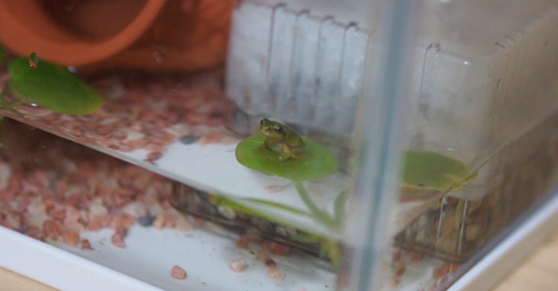 おたまじゃくしをつかまえてカエルになるまで育てた一ヶ月 あめ Note おたまじゃくしをつかまえてカエルになるまで育てた一ヶ月 あめ Note