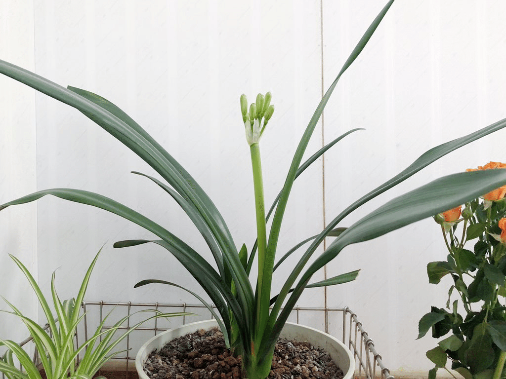 数ヶ月前に 植え替えをしたらあげるからね と言われていたクンシランの鉢を貰って来たので今から凄く春が楽しみになってる 18 10 04 白水桃 21 Note 数ヶ月前に 植え替えをしたらあげるからね と言われていたクンシランの鉢を貰って来たので今から凄く春が楽しみになってる 18 10 04 白水桃 21 Note