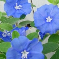 褐色細胞腫 闘病記 三島 こうこ Note