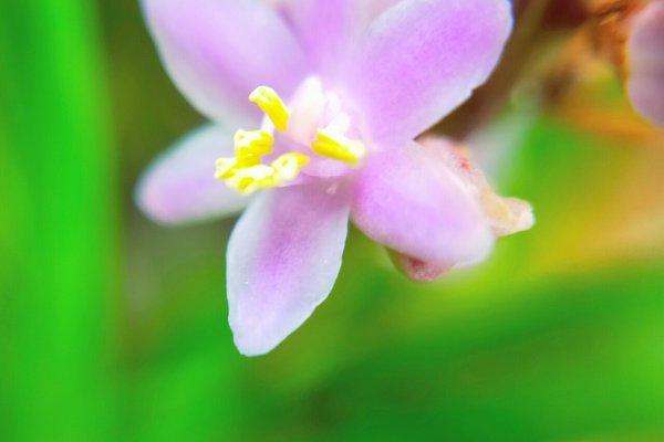 ヤブランの花言葉忍耐隠した心 の新着タグ記事一覧 Note つくる つながる とどける ヤブランの花言葉忍耐隠した心 の新着タグ記事一覧 Note つくる つながる とどける