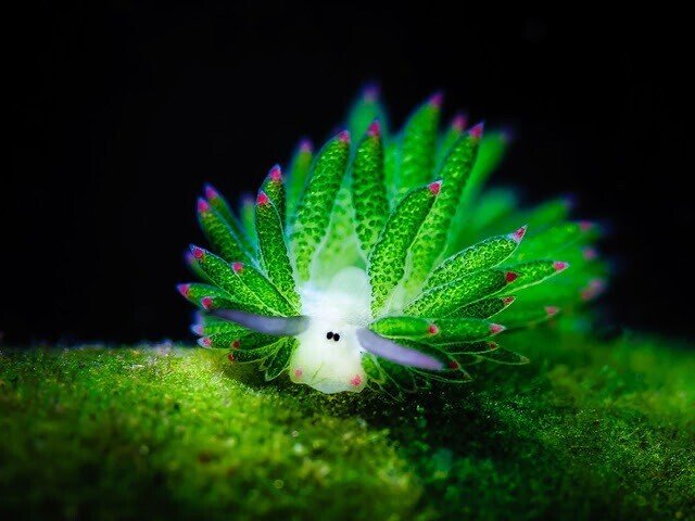 29 テングモウミウシ これはcgでもポケモンでもありません 奄美大島 宮古島など南のほう生息しているウミウシです 別名 葉っぱのひつじ と呼ばれております ｰ 知らない方もいらっしゃると思 米鳥雛守丨hinamori Metori Note