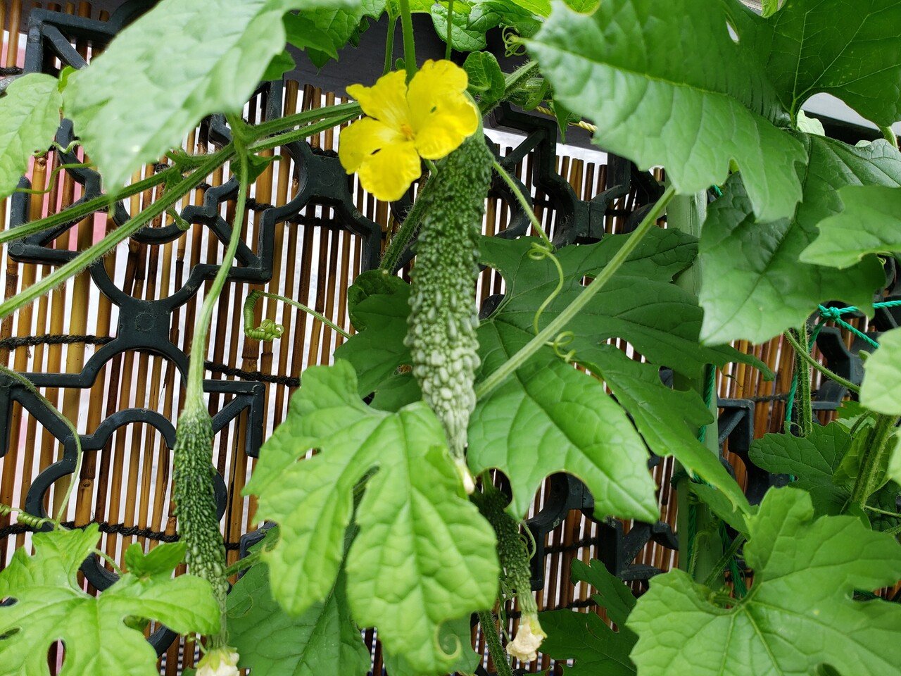 ゴーヤの赤ちゃん成長しました ひばりん Note