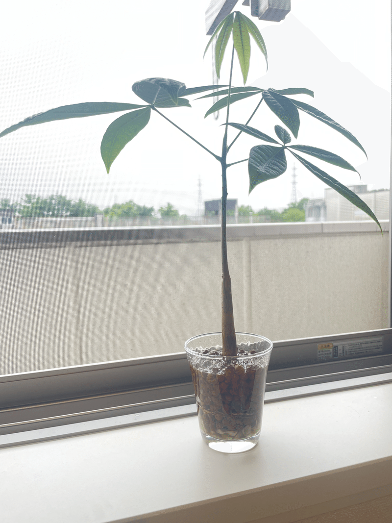植物 観葉植物 パキラ Kiko Note 植物 観葉植物 パキラ Kiko Note