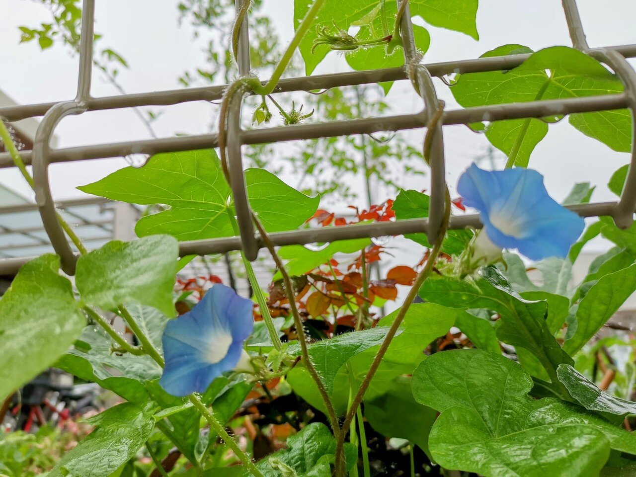 おはようございます 朝顔 の種は 可愛い小花 を梅雨の庭に咲かせてくれました 昨日は小学校の同級生が亡くなった知らせが届き悲しい雨になりました ６年間1クラスのみんな幼なじみです きっと来世も何 Toe Mame Note