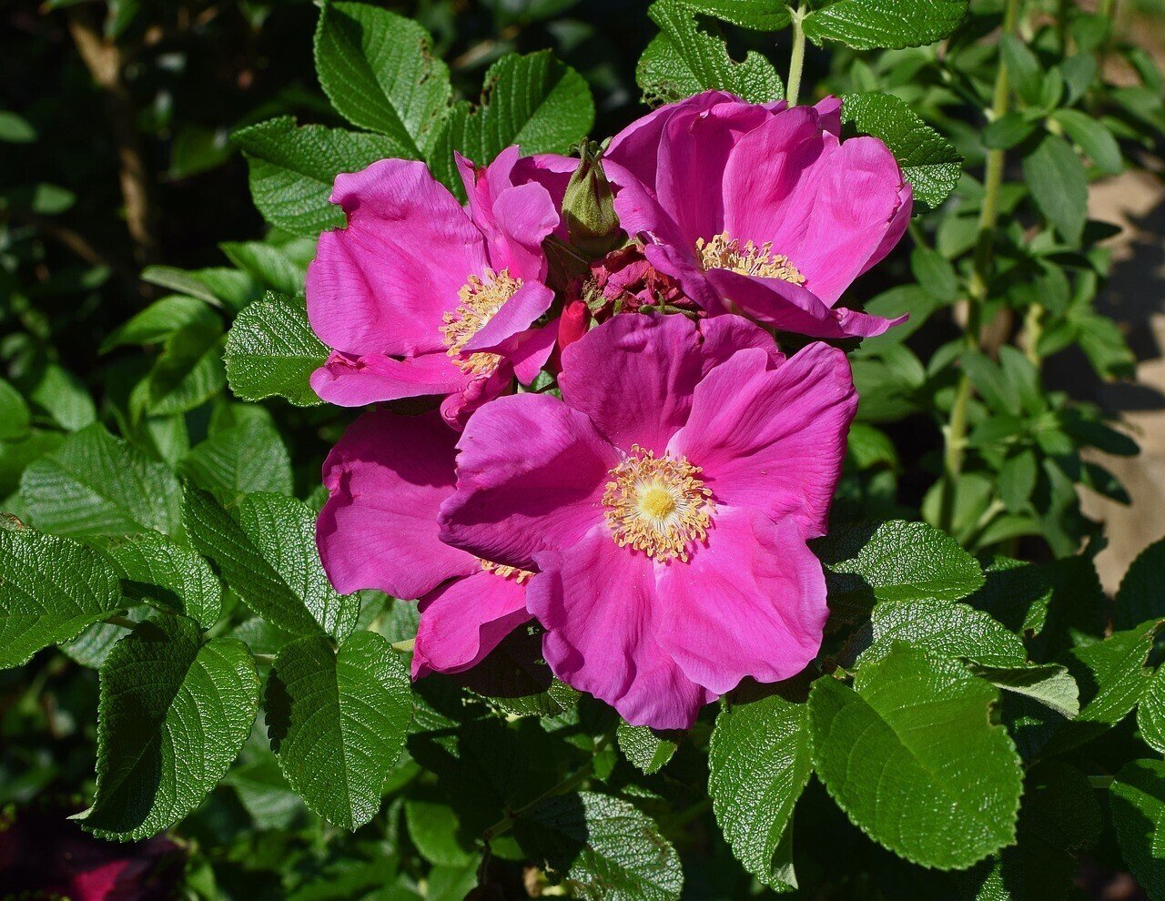 7月5日 こんにちは ポン太です 今日の誕生花の紹介です 誕生花 ハマナス 花言葉 悲しくそして美しく 今日が誕生日の人は検索してみてください ポン太 人と人を繋ぐカウンセラー Note 7月5日 こんにちは ポン太です 今日の誕生花の紹介です 誕生花 ハマナス 花言葉 悲しくそして美しく 今日が誕生日の人は検索してみてください ポン太 人と人を繋ぐカウンセラー Note