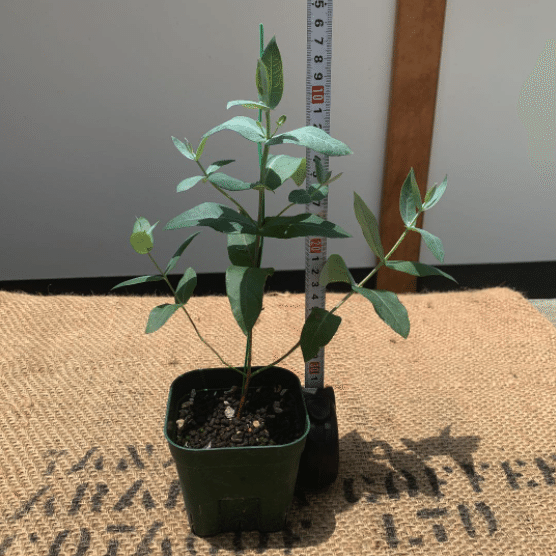 植物 常緑高木 ユーカリ グロブルス Kiko Note