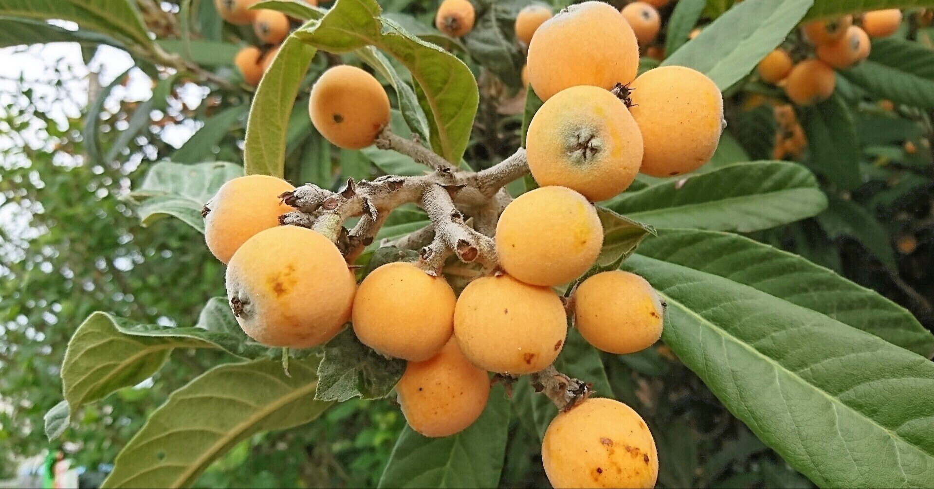 びわ 枇杷 ビワ 鎂灿 Meecyan み さん Note