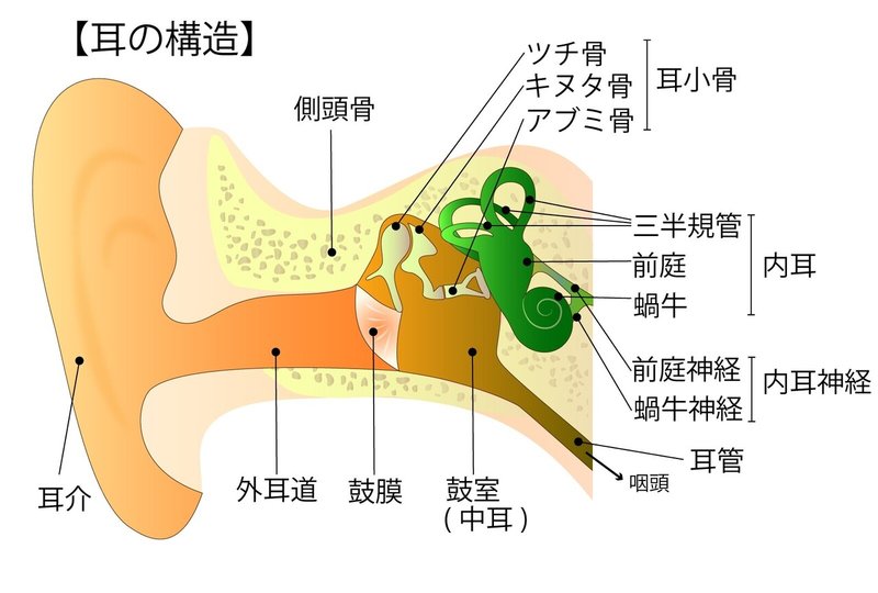 耳の構造