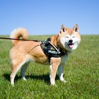 Mag 犬の撮影にフラッシュは絶対に使わないで Fuku Murakami Note