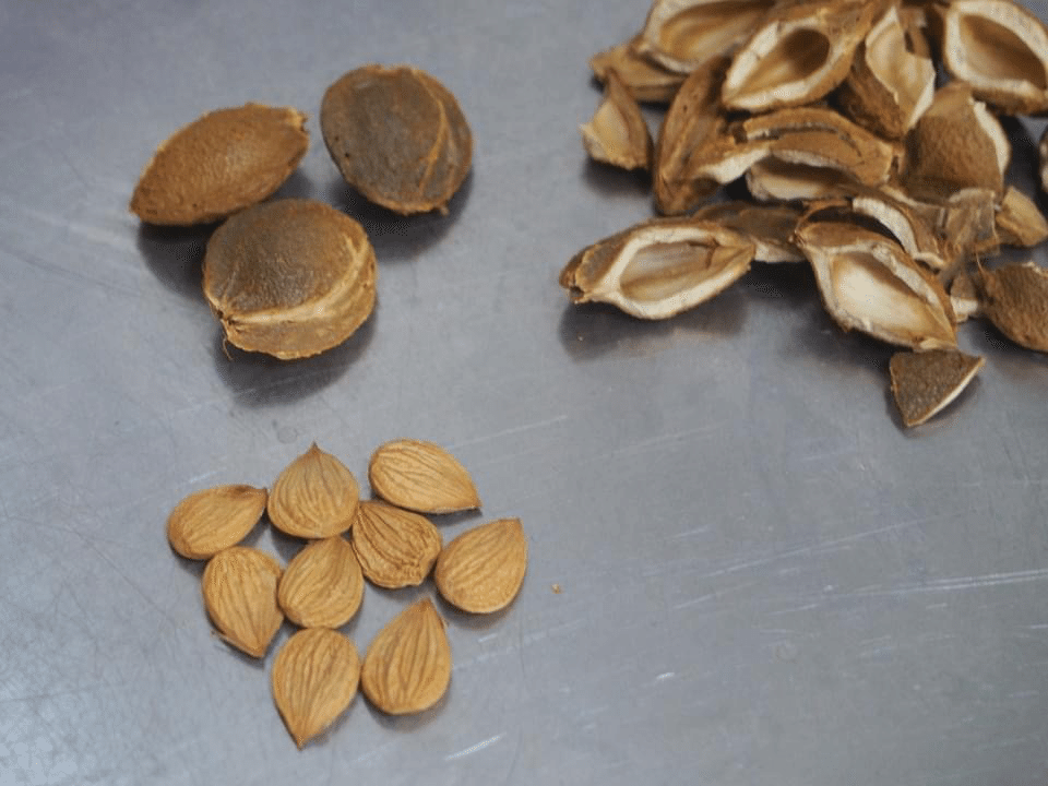 あんずの種から杏仁豆腐を作る|Schneehoppli あんずの種から杏仁豆腐を作る|Schneehoppli