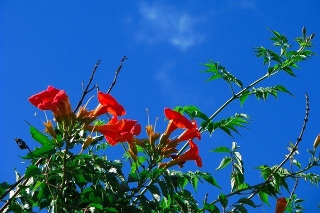 深紅のノウゼンカズラ。アメリカノウゼンカズラ（花がやや小さい）かも…