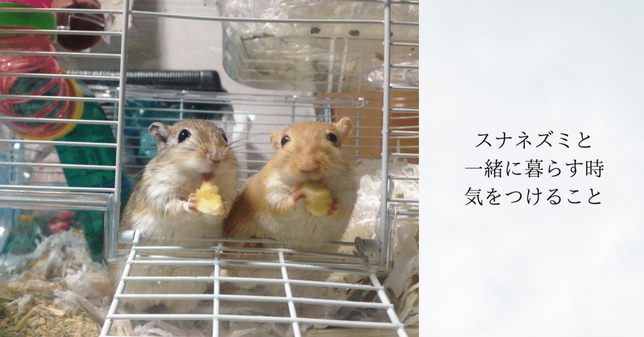 スナネズミと一緒に暮らす時に気をつけること すなガジェ Note