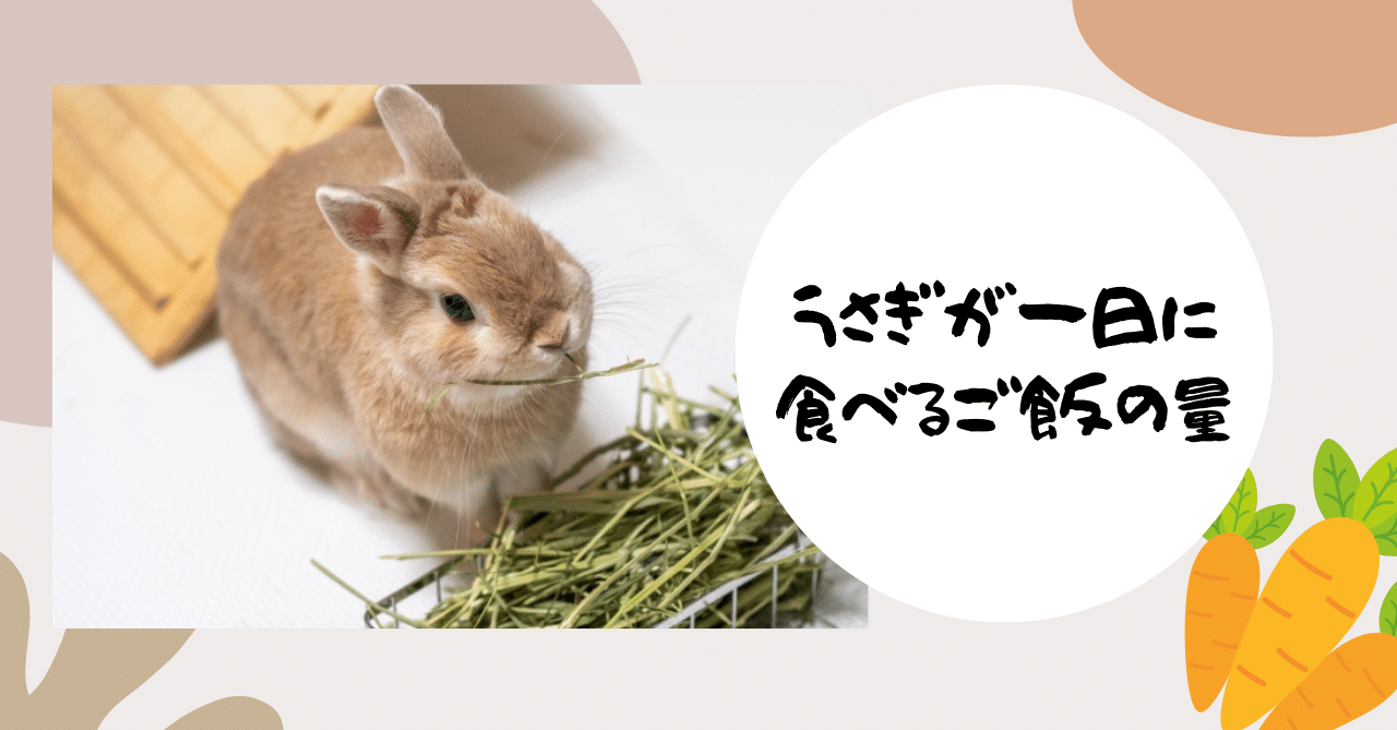 うさぎが一日に食べるご飯の量 うさぎの杜の学校 仮校舎 Note