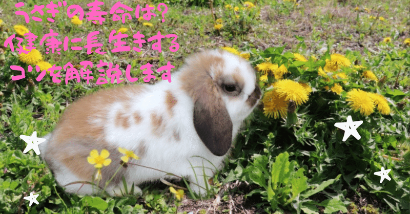 うさぎの寿命は 健康に長生きするコツを解説します うさぎの杜の学校 仮校舎 Note