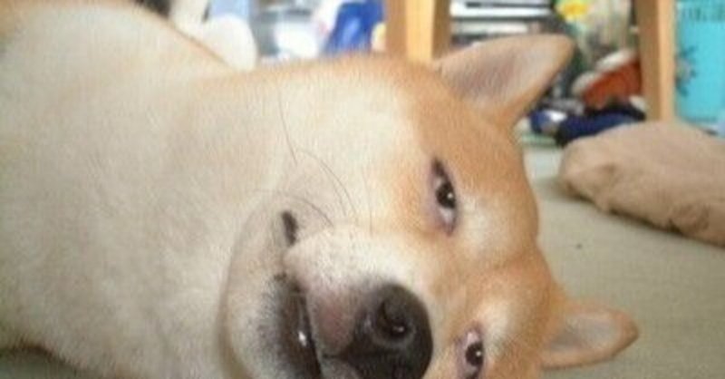 ギャグ 面白画像に冷静にボケてみた 動物編 Maiko Note ギャグ 面白画像に冷静にボケてみた 動物編 Maiko Note