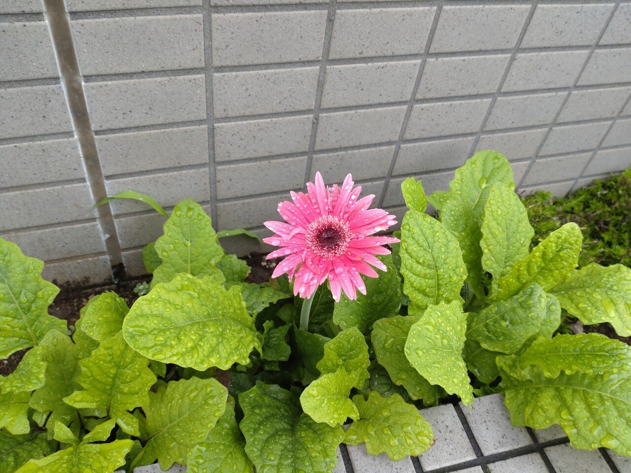 雨の中でも強い花 鮮やかで美しい ミケ Note 雨の中でも強い花 鮮やかで美しい ミケ Note