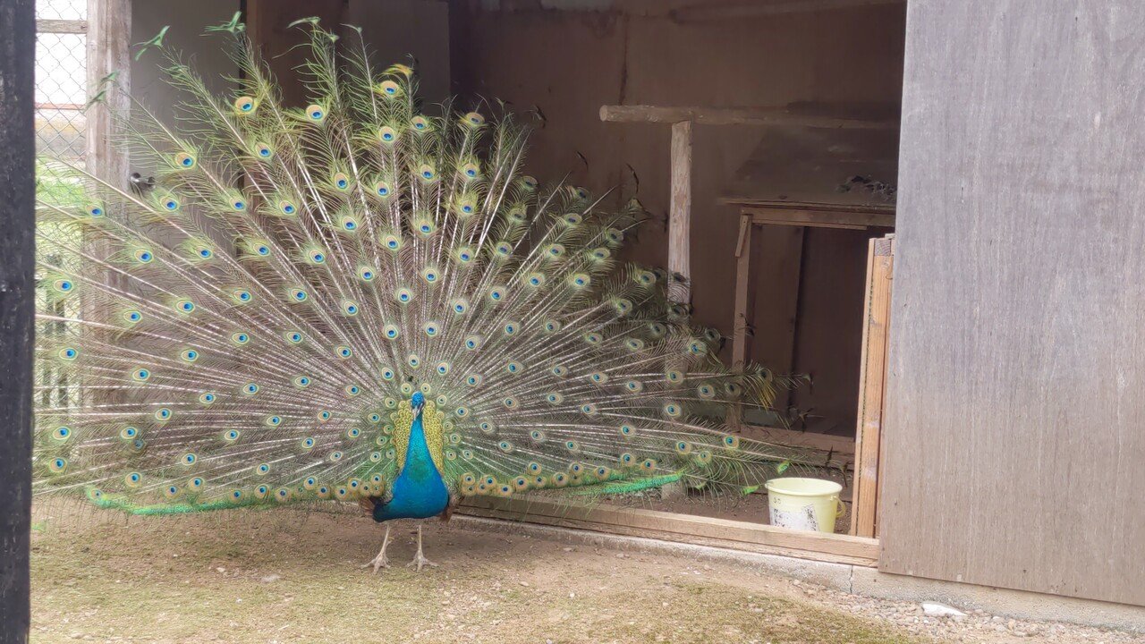 くじゃくが羽根広げてたよー ʚ ɞ Natury Note