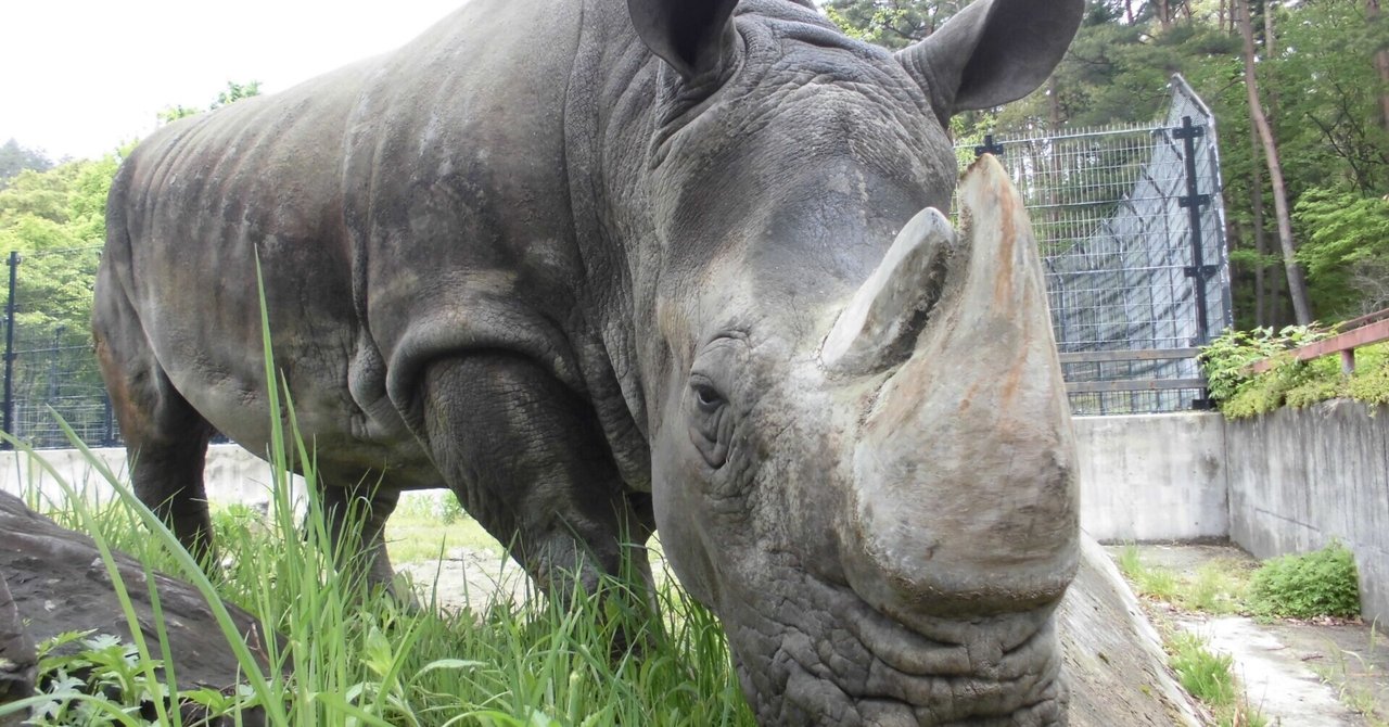 シロサイ の新着タグ記事一覧 Note つくる つながる とどける シロサイ の新着タグ記事一覧 Note つくる つながる とどける