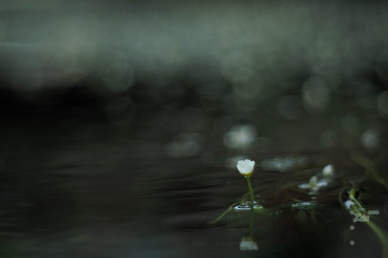 オフィーリアの花 K Zaki Note