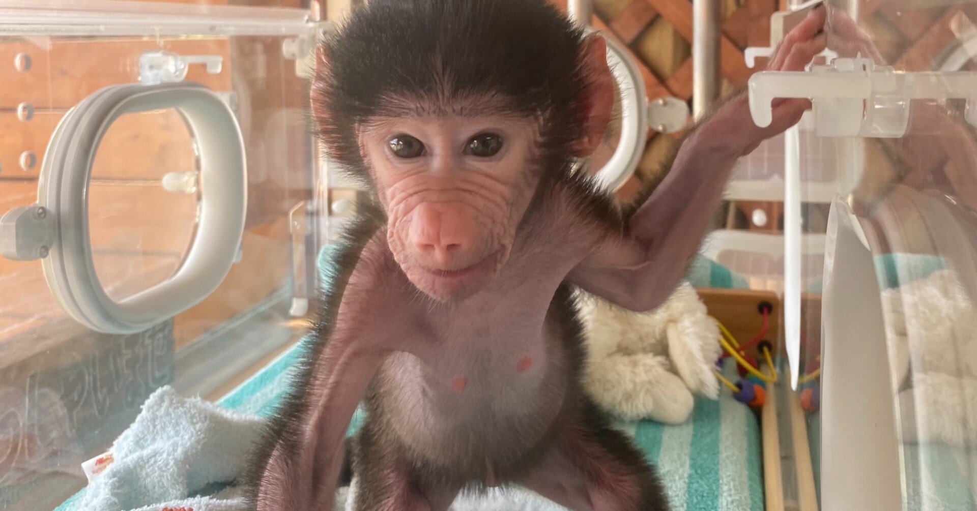 マントヒヒの赤ちゃんを人工哺育しています 那須ワールドモンキーパーク Note マントヒヒの赤ちゃんを人工哺育しています 那須ワールドモンキーパーク Note