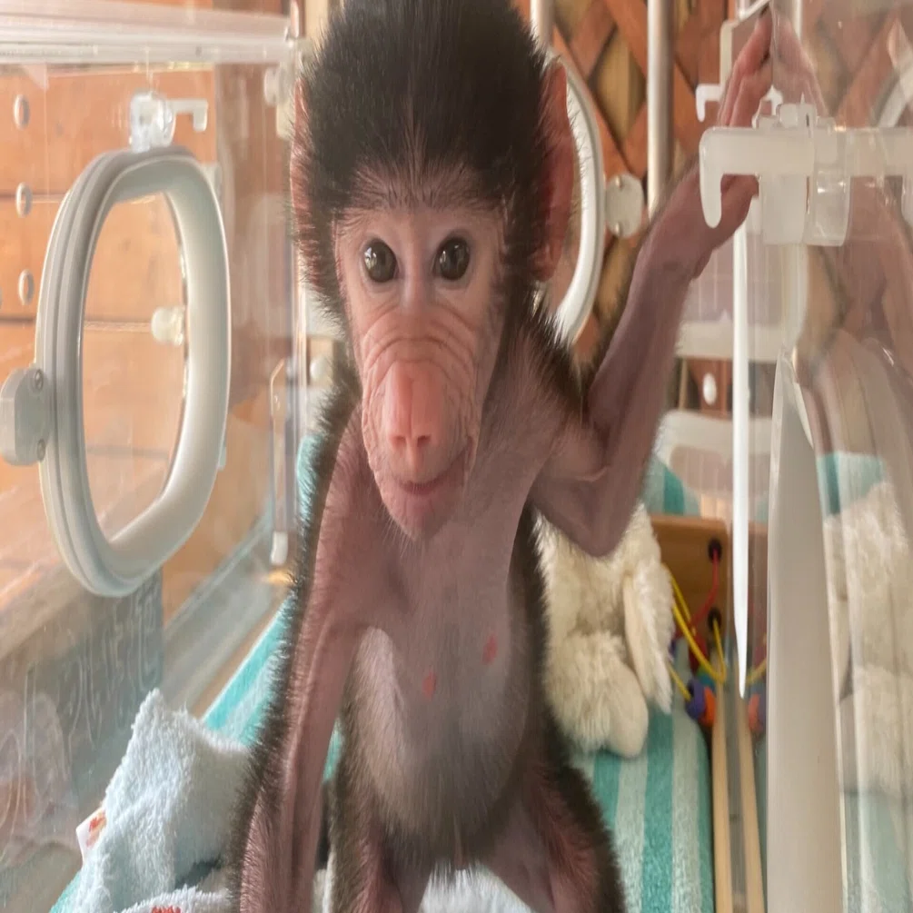 マントヒヒの赤ちゃんを人工哺育しています 那須ワールドモンキーパーク Note
